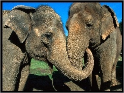 Słonie, Dwa, Objęte